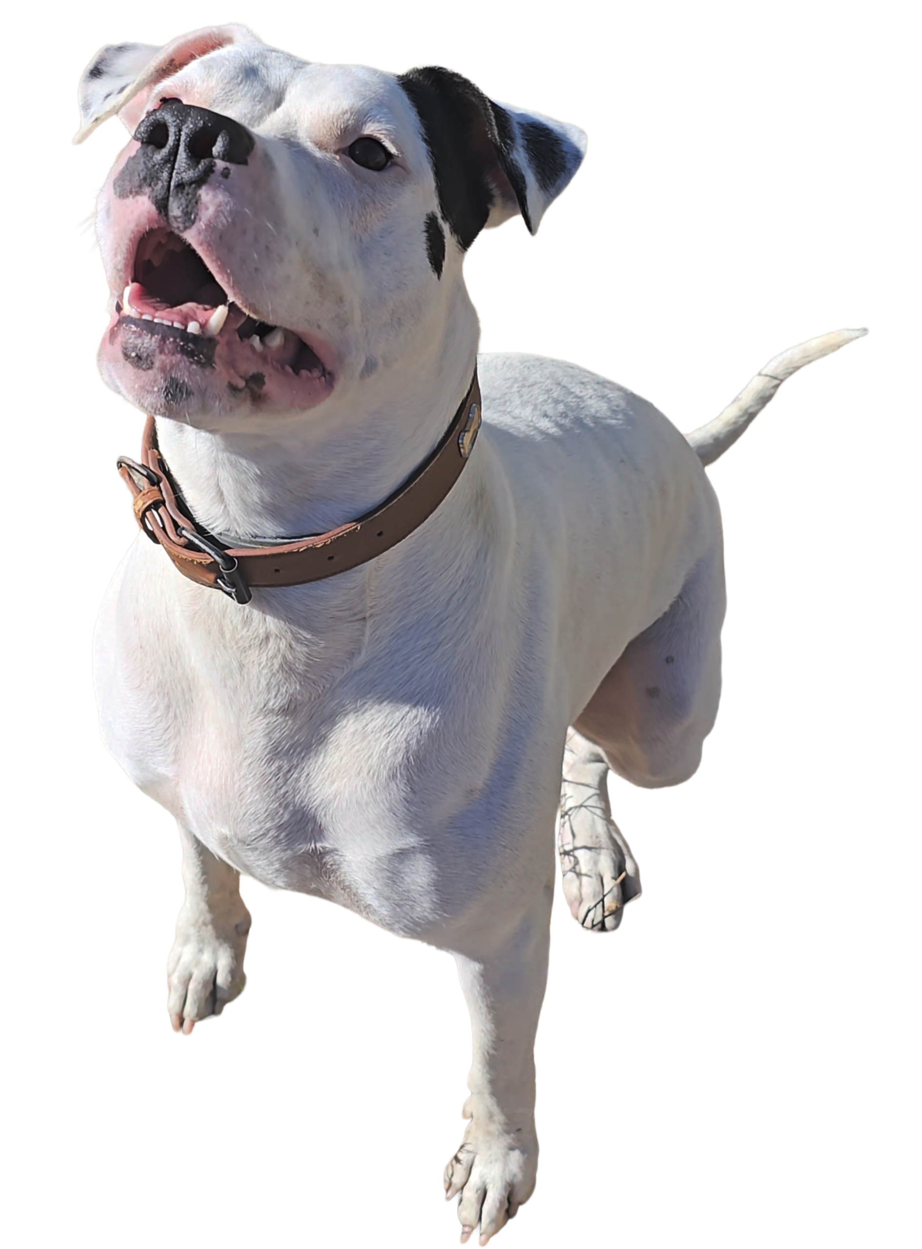 doggo